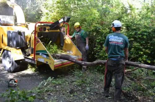 tree services North Weeki Wachee